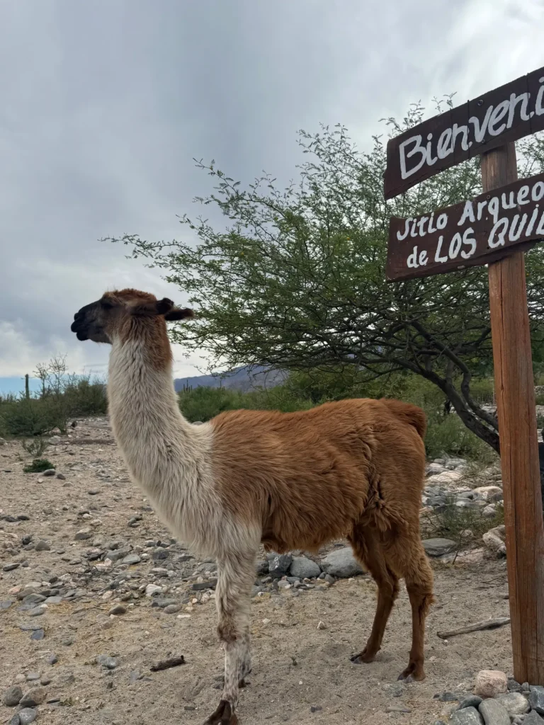 Un lama al cartello del sito archeologico di Quilmes. Novembre 2024.