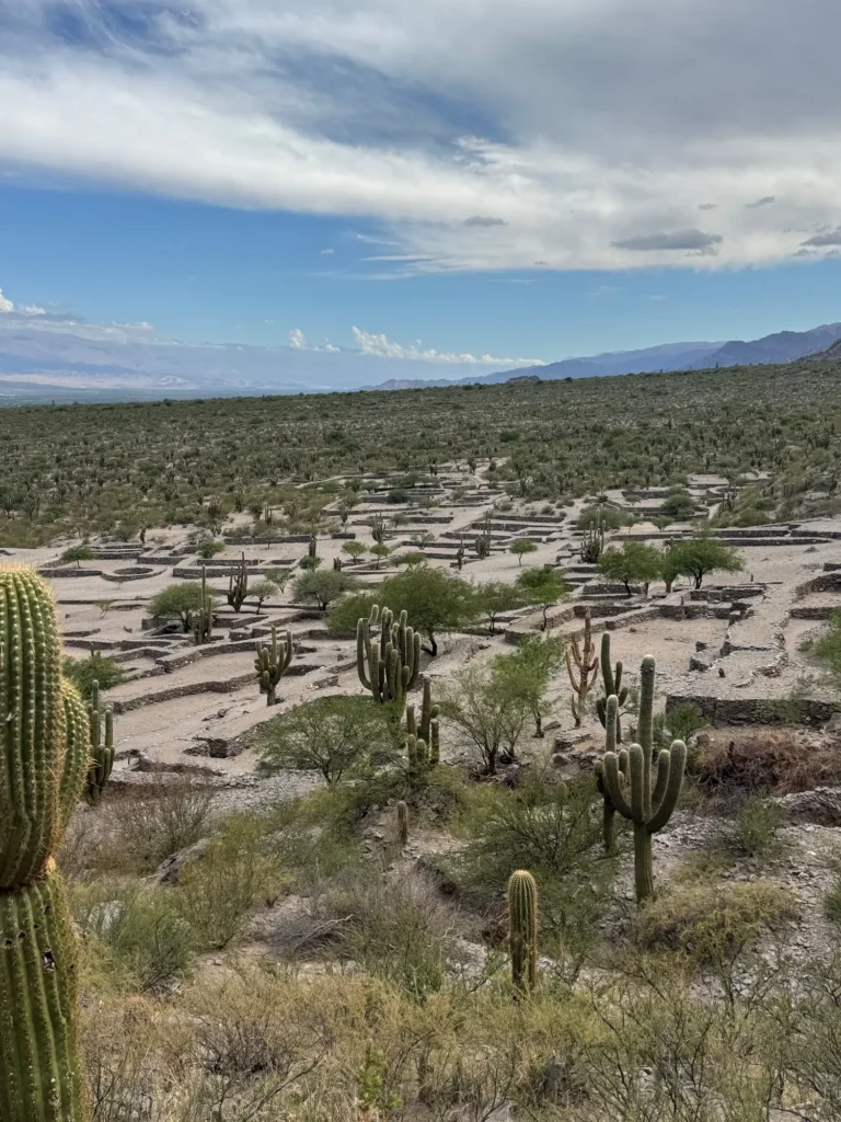 Le rovine di Quilmes fra i cactus, nella valle Calchaquí. Novembre 2024.