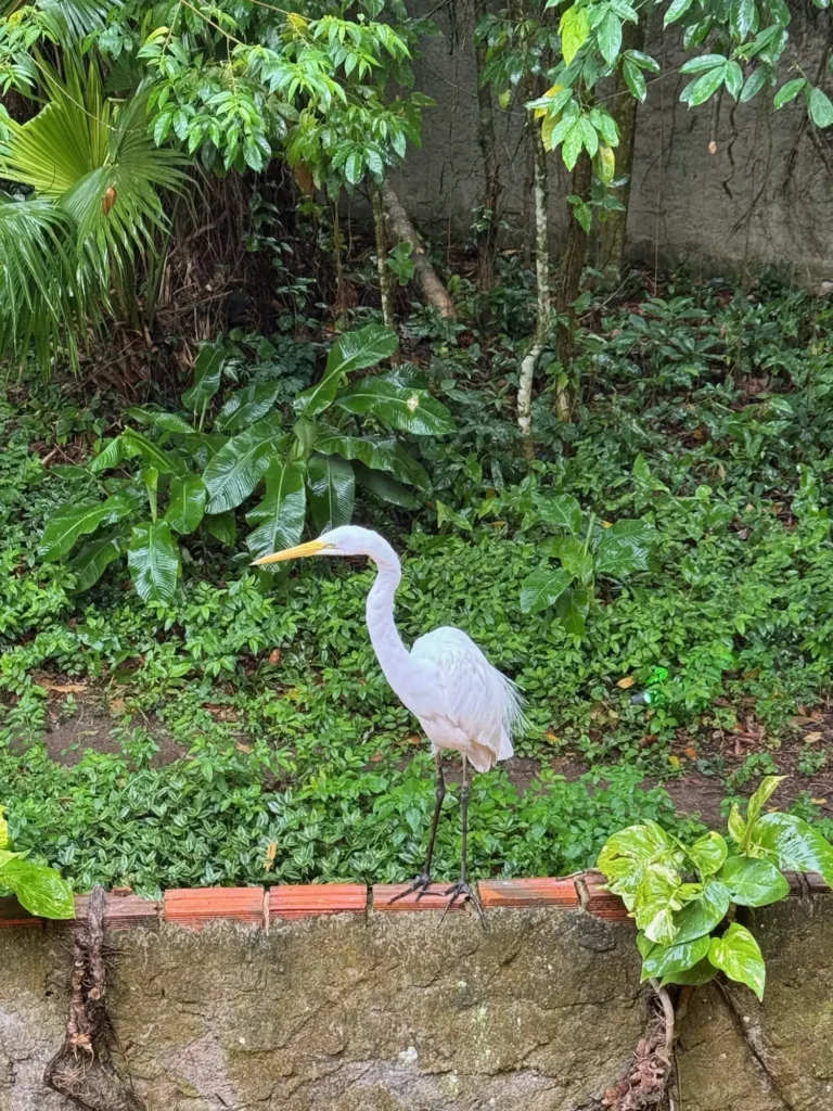 Un airone sul bordo del sentiero, a Ilha Grande. Ottobre 2024.