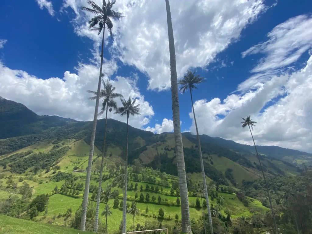 Le palme di cera del Cocora, settembre 2021