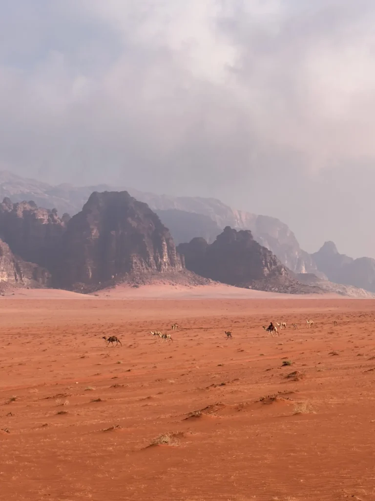 Cammelli in lontananza nella piana del Wadi Rum. Marzo 2025.