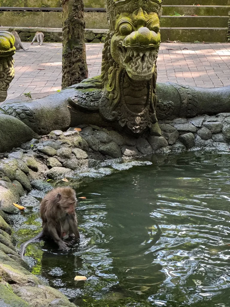 Un macaco nella Monkey Forest di Ubud. Febbraio 2024.
