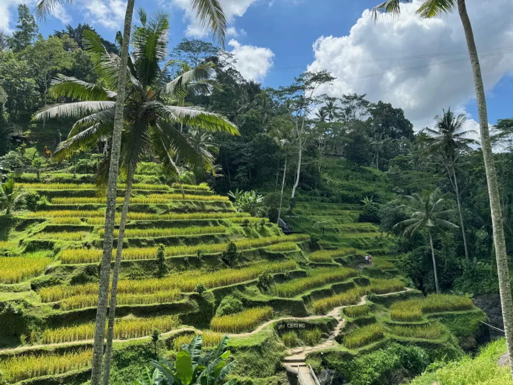 Le risaie a terrazza di Tegallalang, a nord di Ubud. Febbraio 2024.