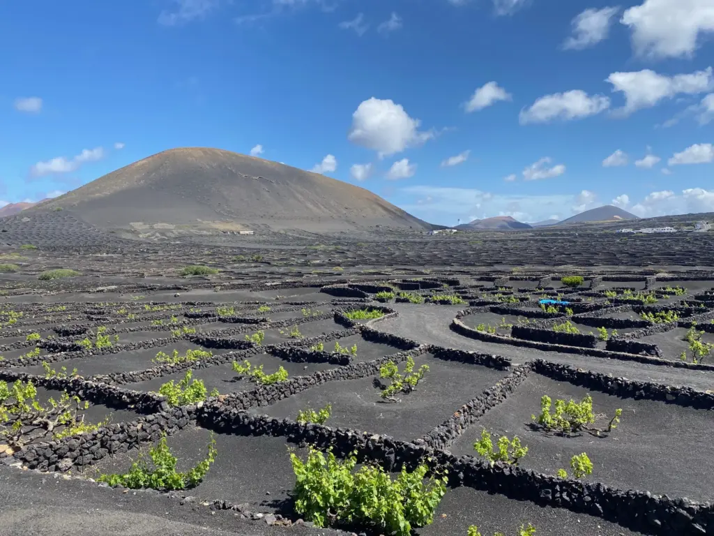 Le vigne di La Geria nella cenere vulcanica, Lanzarote, aprile 2022
