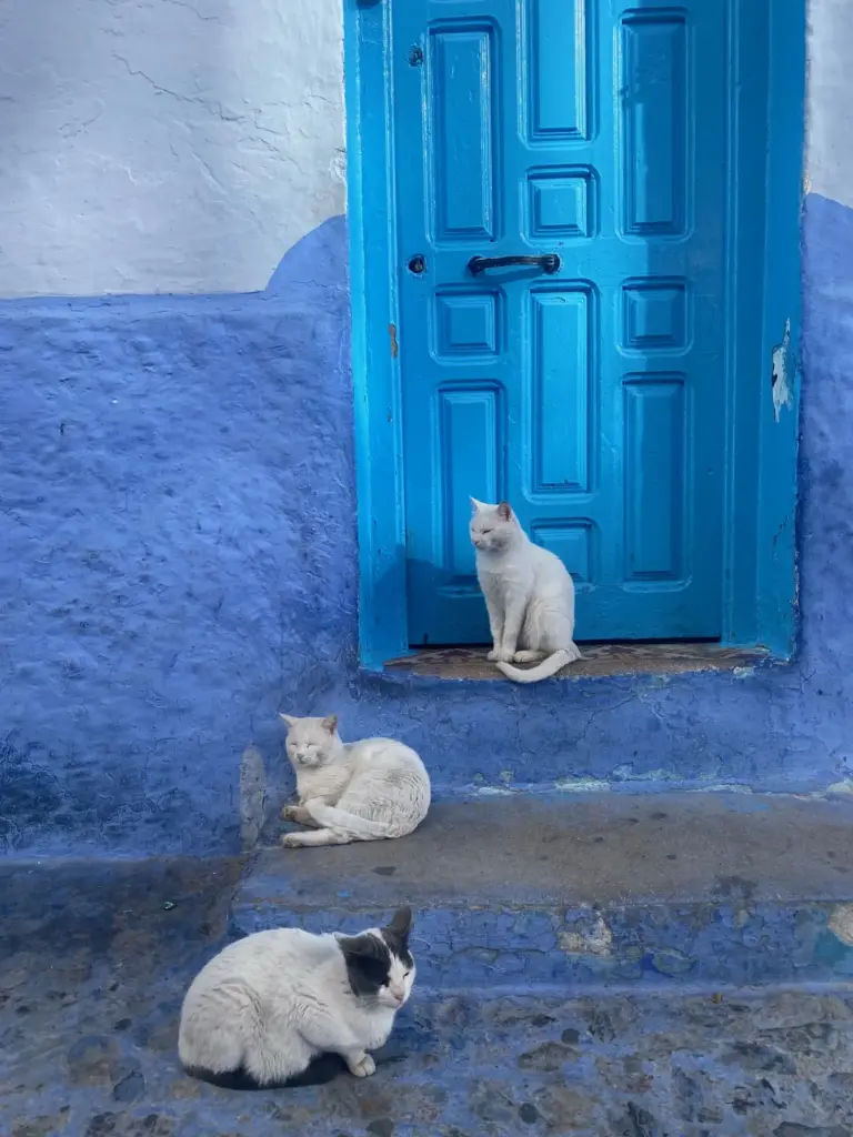 Gatti davanti a una porta di Chefchaouen, novembre 2022