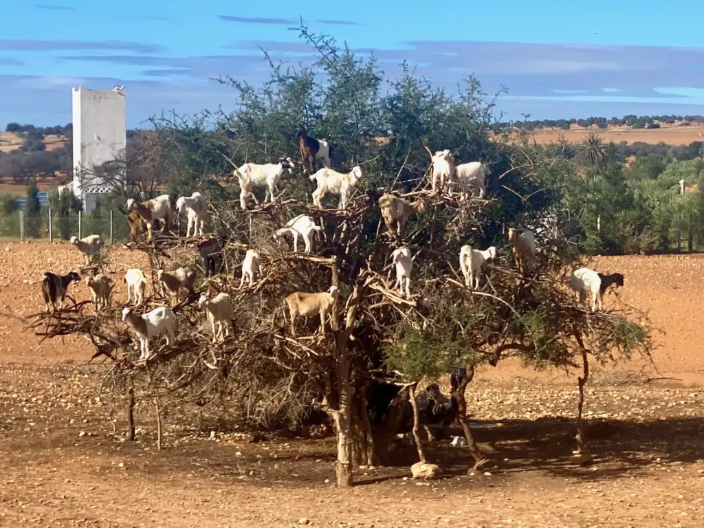 Capre su un albero di argan lungo la strada per Essaouira, dicembre 2022